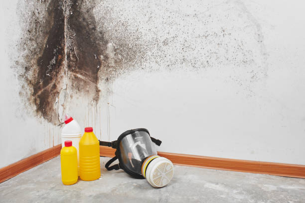 Best Mold Damage Repair  in Elizabeth, NJ