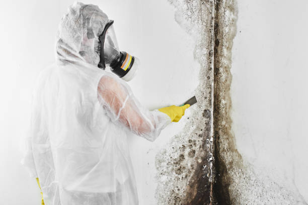 Best Mold Cleaning Services  in Elizabeth, NJ