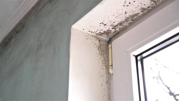 Best Professional Mold Removal  in Elizabeth, NJ