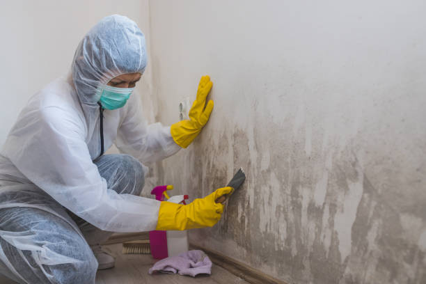 Best Mold Removal Company Near Me  in Elizabeth, NJ