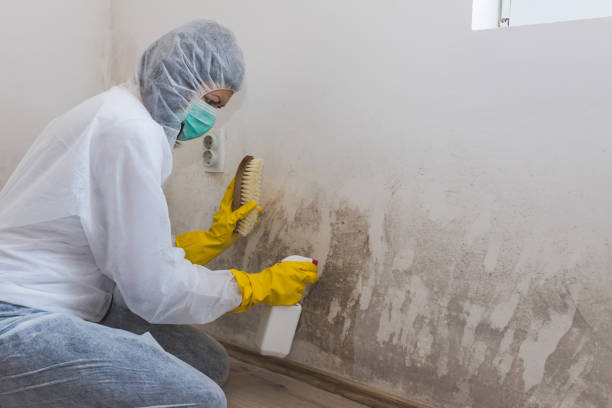 Best Residential Mold Removal  in Elizabeth, NJ