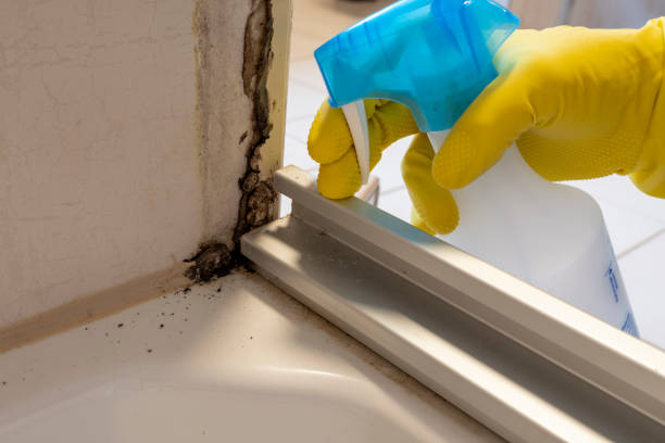 Best Toxic Mold Removal  in Elizabeth, NJ