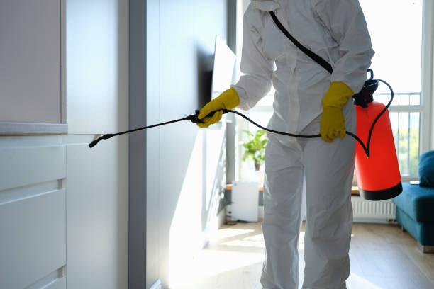 Best Mold Remediation  in Elizabeth, NJ