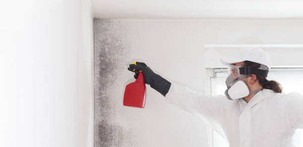 Best Home Mold Removal  in Elizabeth, NJ