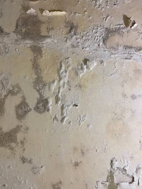 Best Office Mold Removal Services  in Elizabeth, NJ