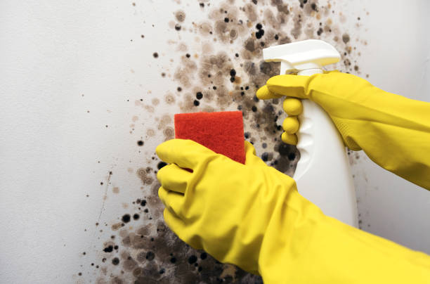 Reliable Elizabeth, NJ Mold Removal Solutions